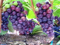 Pinot noir grapes in real life.